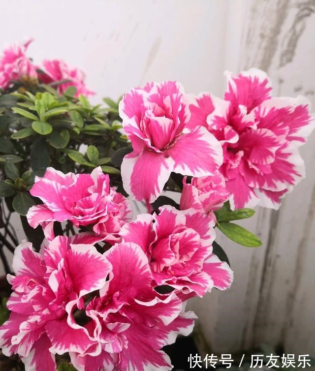 盆栽|室外养杜鹃花,注意5个“细节”,枝繁叶茂,开花满枝,长成老桩