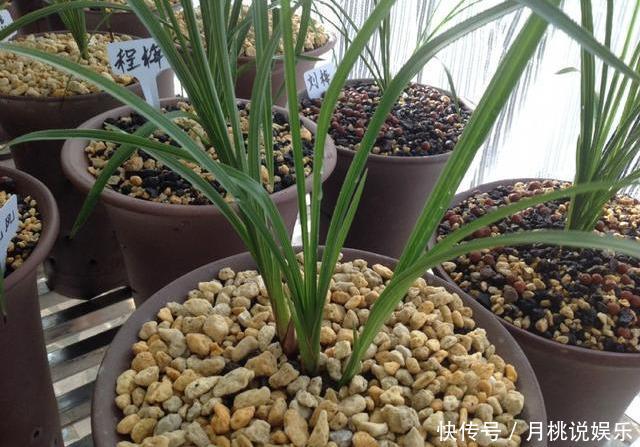 兰花|兰花长成“吊兰”,光长叶子不开花,绕开4个坑,开出极品好兰花