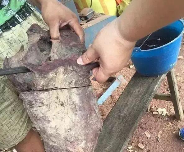 空心|十五万买了根海黄根瘤料, 切开发现里面塞了一块水泥,概不退换