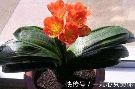 君子兰总黄叶怎么办，1种垃圾垫盆底，叶片油绿再也不黄叶
