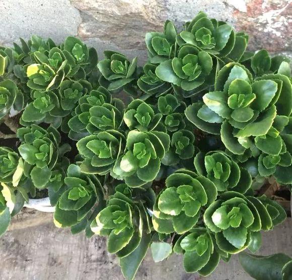 太阳花|5种花快扦插，生根超快，1周长出大白根，新手也能插得活