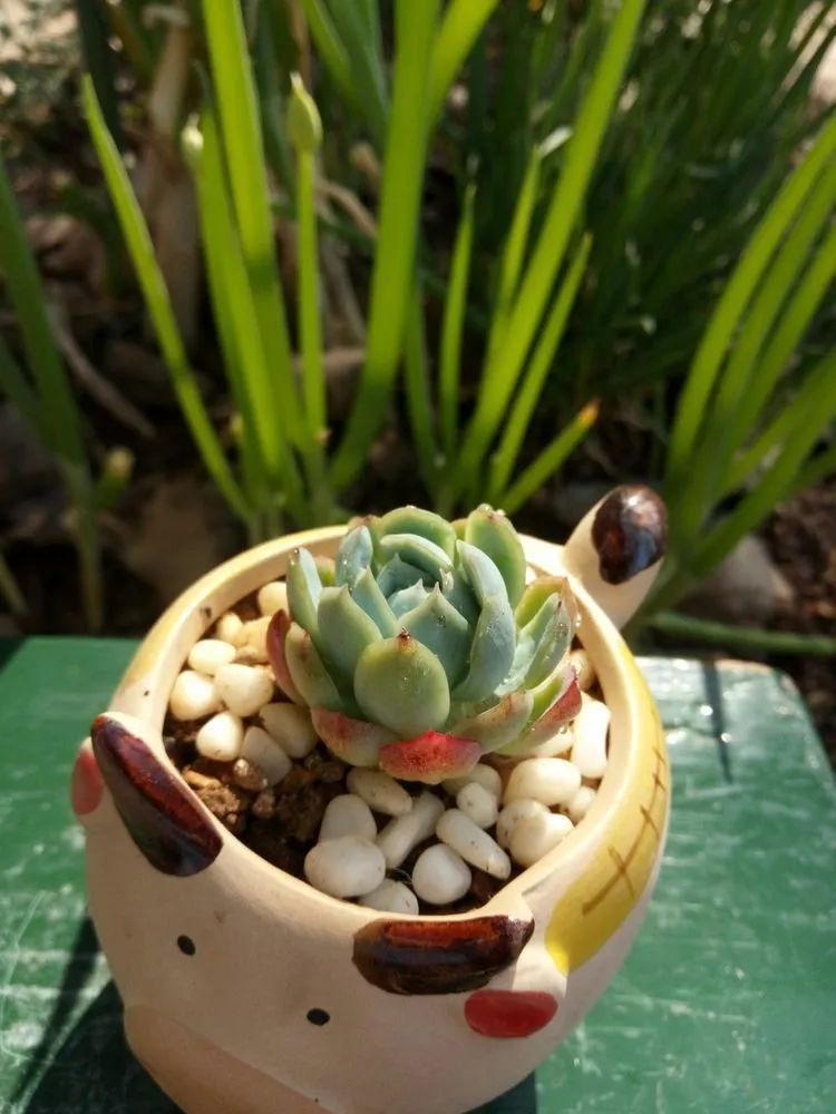 送瘟神,洒庭院,赏多肉,合家团聚话将来!