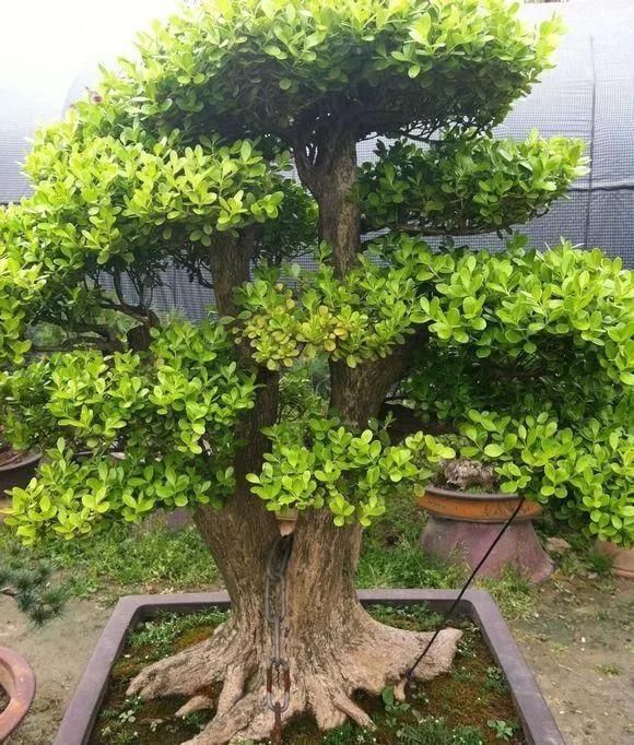 黄杨|10年前一盆上万,10年后一盆十块,烂大街的黄杨,被玩坏的盆景