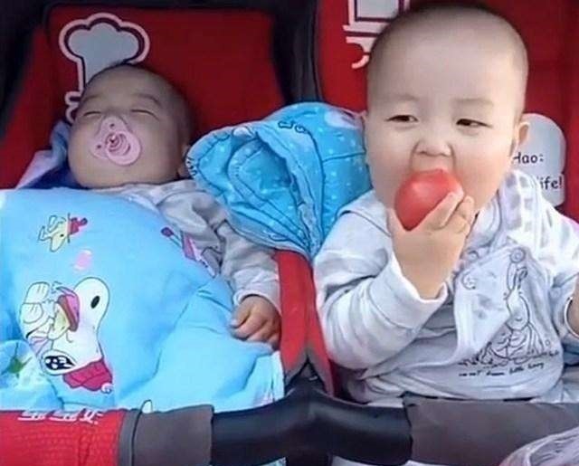 双胞胎|双胞胎哥哥趁弟弟睡着偷吃西红柿, 哥哥得意的表情笑喷妈妈