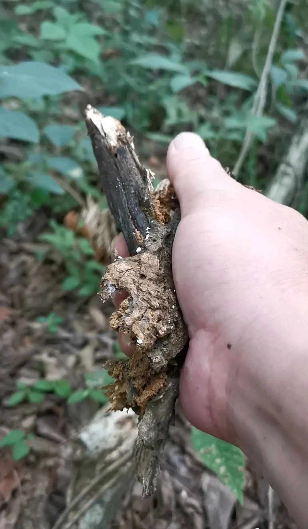 松树皮|比松树皮更好的兰花植料,生根快、发芽壮,更适合兰菌滋生