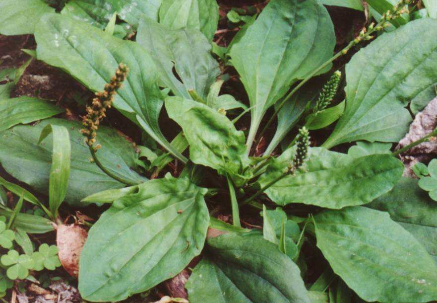 用车前草|车前草不仅止咳化痰,更有三大奇妙作用,特别适合中老人服用