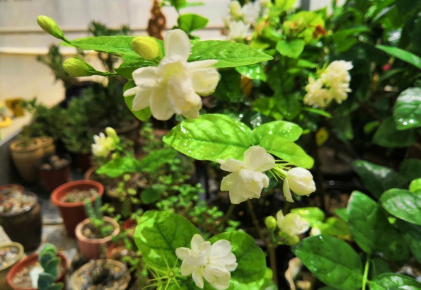 茉莉年年冬天死?症结就在这5点,做好了没毛病