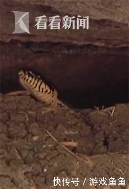 共睡一个炕 女子与蛇 同居 15年大蛇就有多条 快资讯