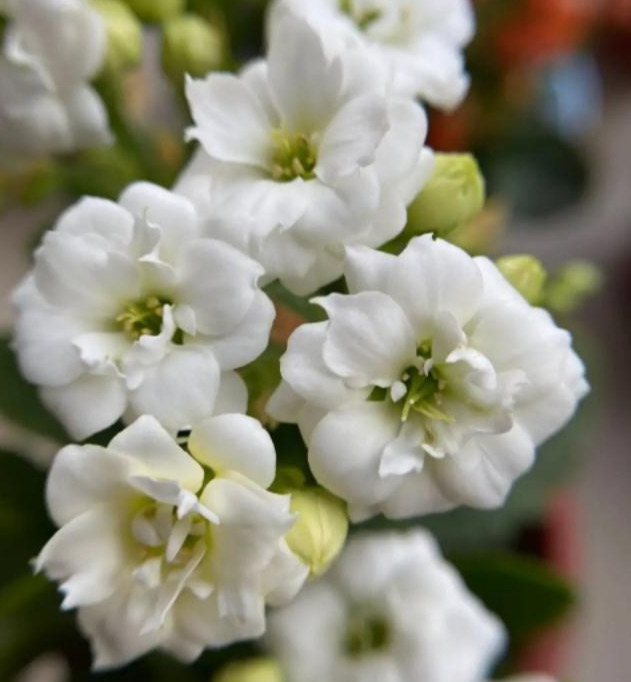 品种|75个长寿花品种,一个比一个美,一起来认识一下吧!