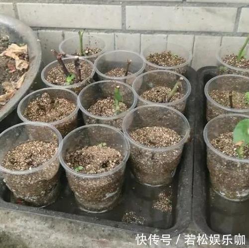花卉|生根剂不用买,用家家都有的“小东西”,2分钟就能制出来