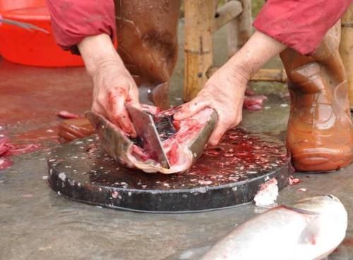 内脏|冬天养花埋点它,开春就疯长,1年不施肥一样绿油油!