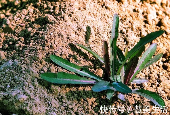 小根|65种野菜图片，带你认识不同的野菜和吃法，你想要的野菜这里都有