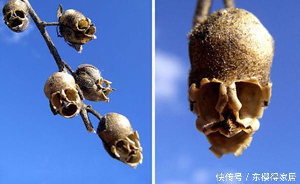 花儿|这些带着面孔的花儿,简直是花卉界的奇葩!奇花异草