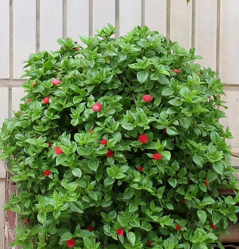 阳台上|4种可爱的吊兰,有的开花有的四季常绿,养阳台上很皮实很美丽