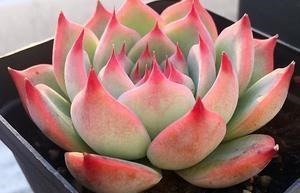 养多肉几天浇一次水？了解掌握几个要点，四季肥嘟嘟美美哒！