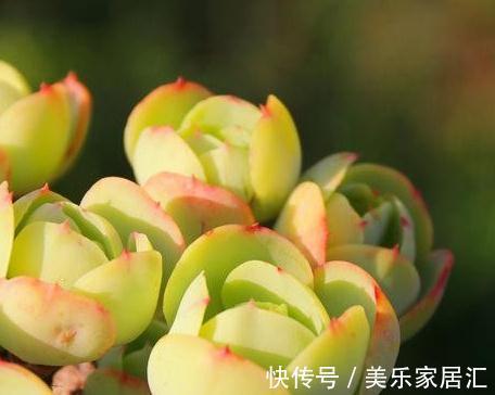 多肉小白入门级多肉植物,耐旱好养株型霸气碧桃多肉