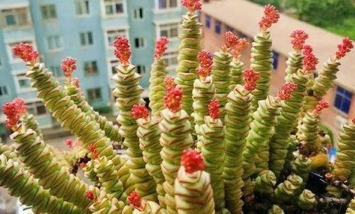 想让多肉钱串长爆盆，需要这些“技巧”辅助，你掌握了吗？