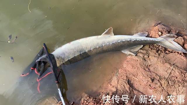 湖北一男子罕见钓获大鱼，发网上炫耀摊上事了，网友：可狱不可囚