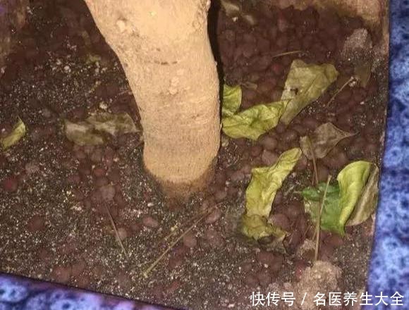 幸福树“害怕”2件事,做错一个,黄叶落叶不断,分分钟掉光头!