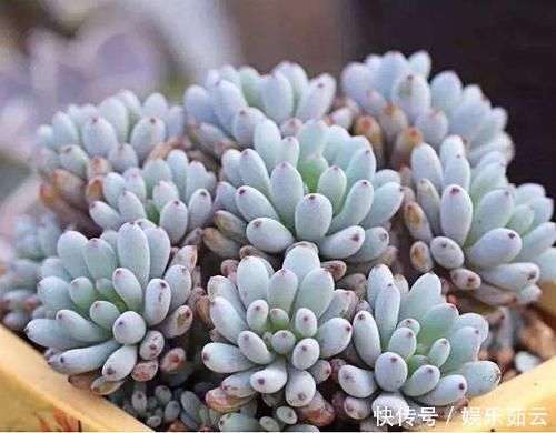 给多肉上色的秘密,学会了,再不担心多肉不好看