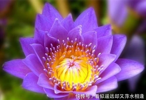  世界|世界上“身价”最贵的5种花，市值1500万的“鬼兰”，看你见过几种？