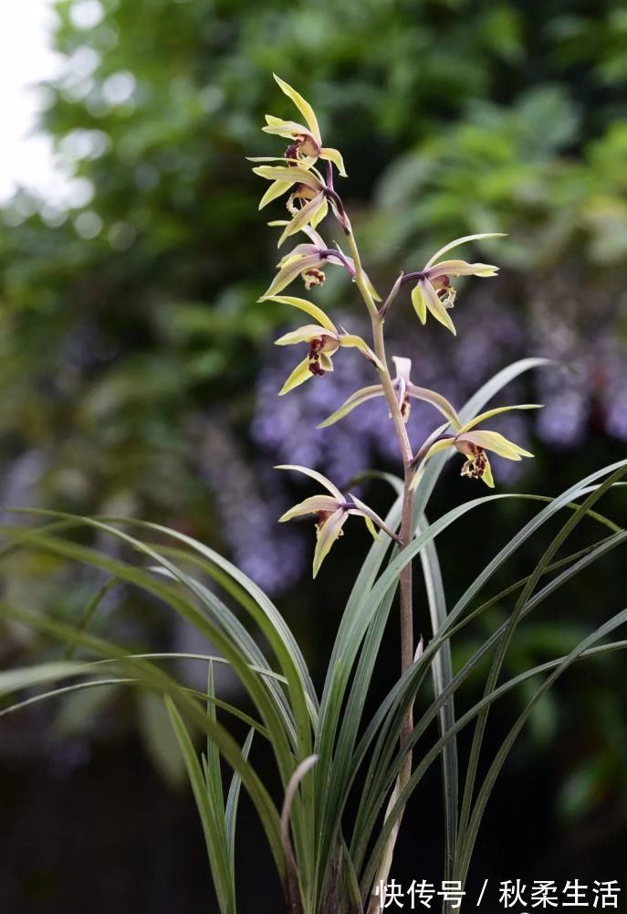 复合肥|兰花可以用复合肥吗？季节、方法、种类，这3者缺一不可