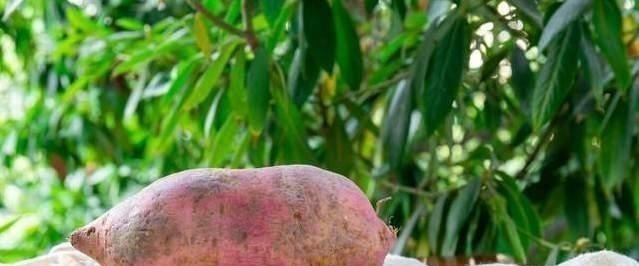 把地瓜|天冷了,遇到它别手软,一次买30斤,晒干了保存,还能当零食吃