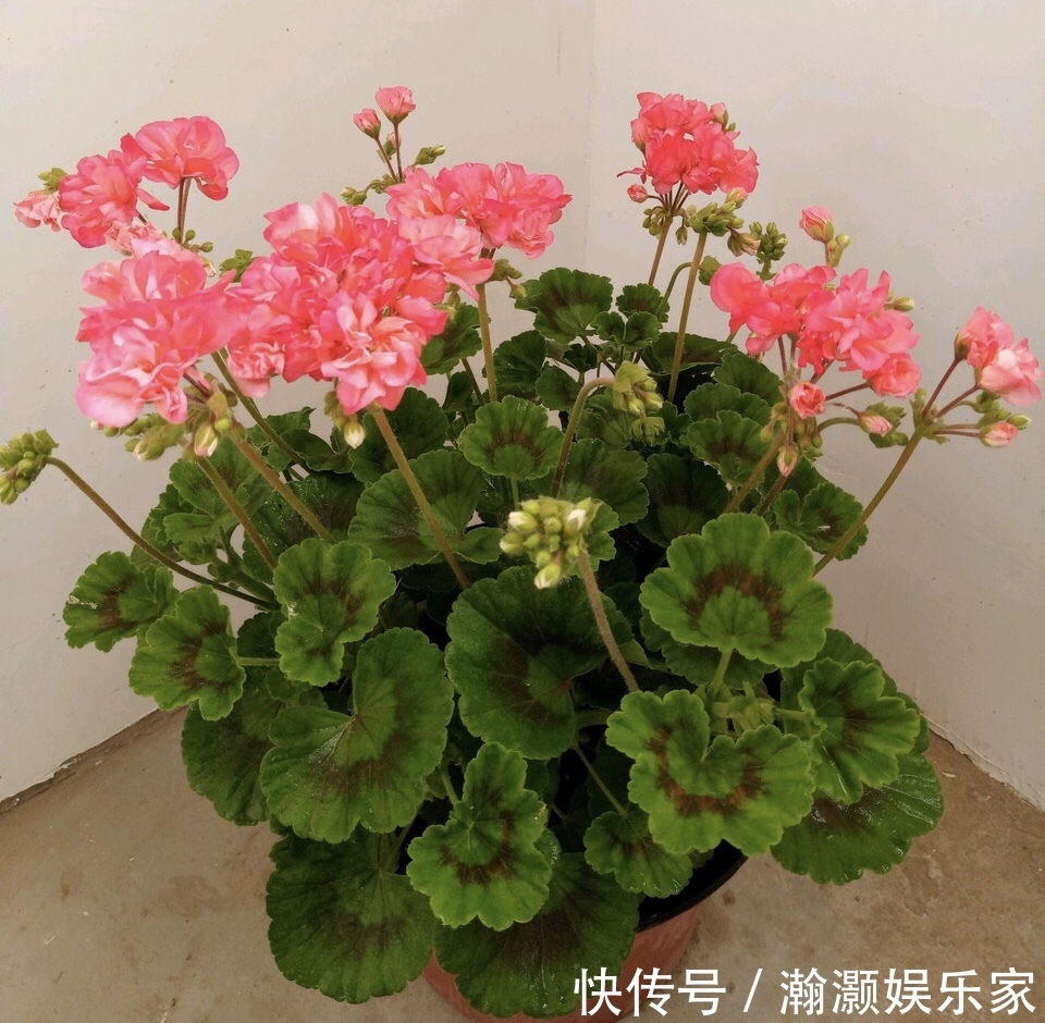 爆盆|让长寿花、天竺葵花朵开爆盆记住1个“时间表”,跟着学就行了