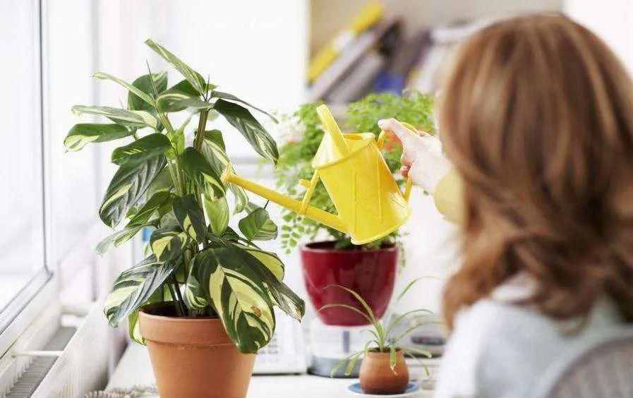 花盆|家庭养花的知识与技巧，你掌握了吗？