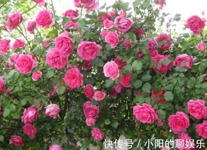 有个院子我只栽4种爬墙花,靠天吃饭就能开满一墙花