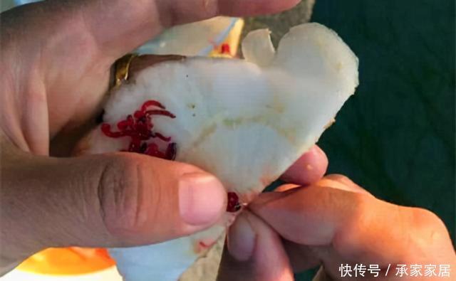 活饵|冬季野钓大鲫鱼,活饵更给力,如果蚯蚓不上鱼,还可以试试这两种