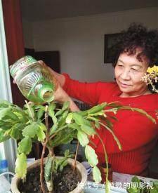 这么给蟹爪兰浇水,蟹爪兰不但没死,还越长越好