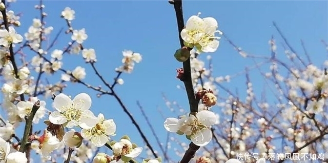 梅花树诗词四首：看来都是梅花树，万斛清香藏不住