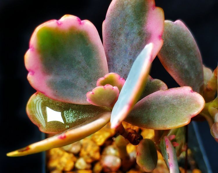 成长|与多肉一起走过的日子,见证多肉的成长过程!