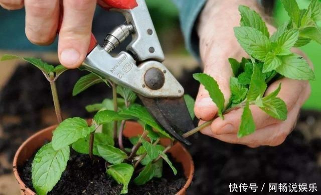 阳台种了3种菜，一茬一茬很新鲜，夏天正好长得旺，吃得过瘾