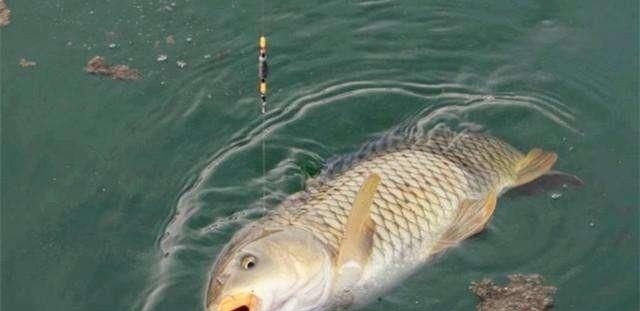 鲤鱼太狡猾不咬钩下次记得用上这招,它再狡猾也会忍不住咬钩