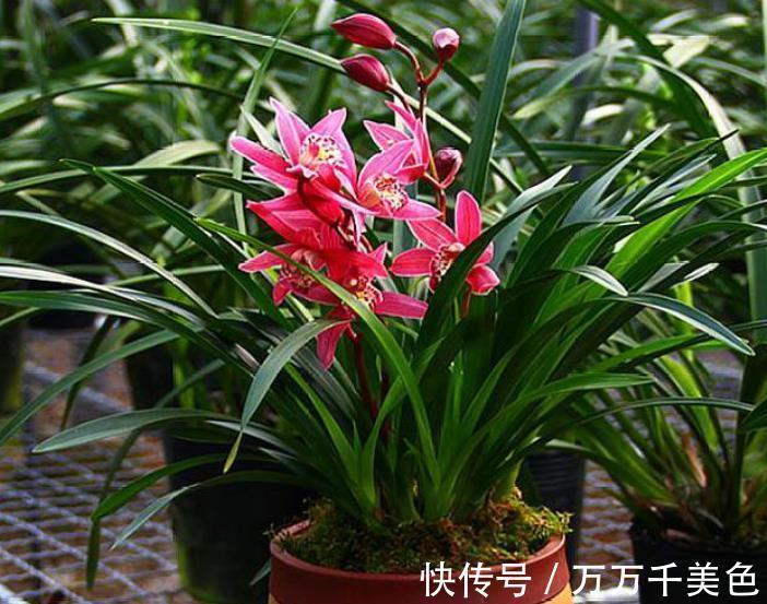 秋天养兰花,掌握3个要点,新芽多长势壮,开花会更多