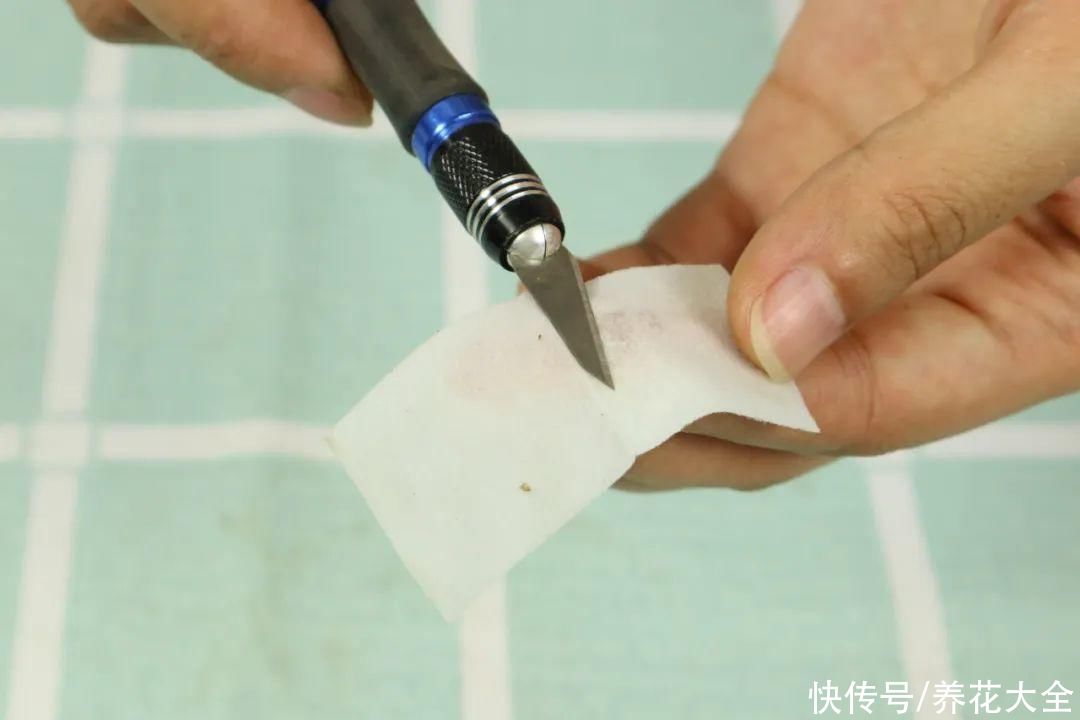 3月是给花剃头的好时机，现在狠心剪，下月就开花