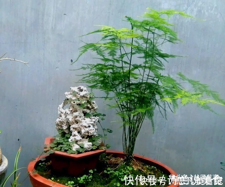 大花球|6种花,长高就“变丑”,株型低矮才“漂亮”,要舍得剪!