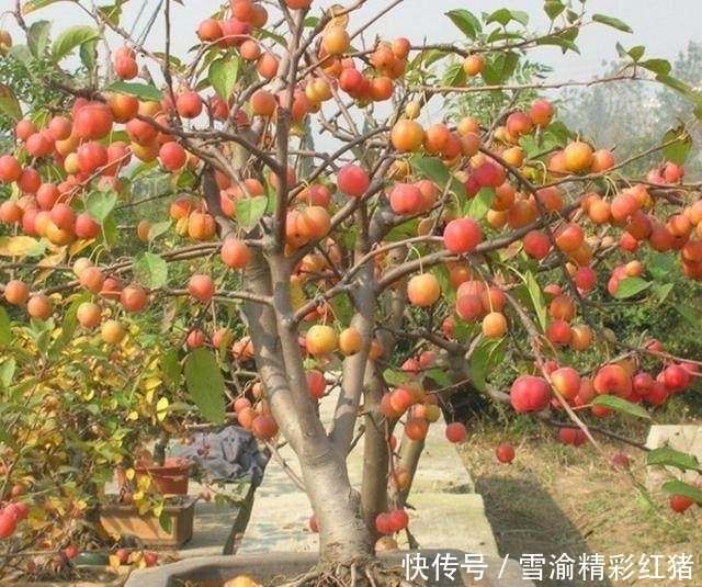 便宜又好养，最容易爆盆的花卉植物，轻松享受植物爆盆的魅力