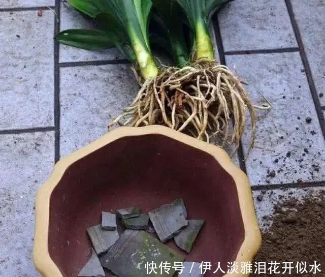 给君子兰换盆,3个错误不能犯,要不然伤根又黄叶