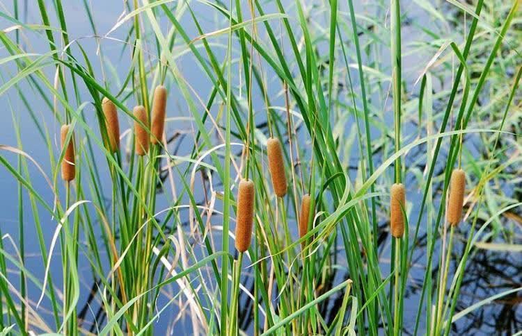 野花野草|农村有种东西，不仅可以用来当菜吃，还能做成枕头，见过吗？