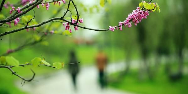 中华好诗词垂丝钓 听风听雨 春残花落门掩 全网搜