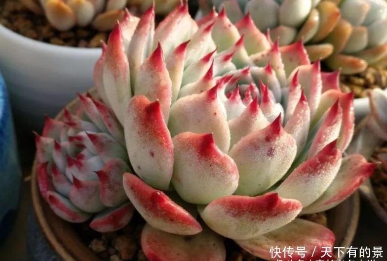 卡罗拉|多肉桃太郎不是吉娃娃，但它们实在太相似，很多时候我也区分不开