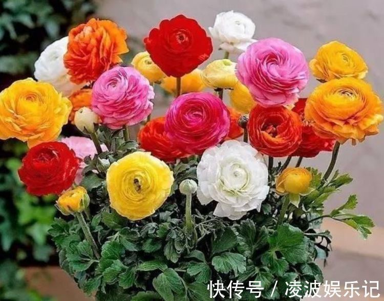 4种花很漂亮,好养易活能爆盆,比牡丹美,比绿萝好养