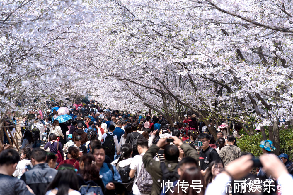 樱花|无锡鼋头渚樱花进入盛花期，花海遇到人海，场景太火爆