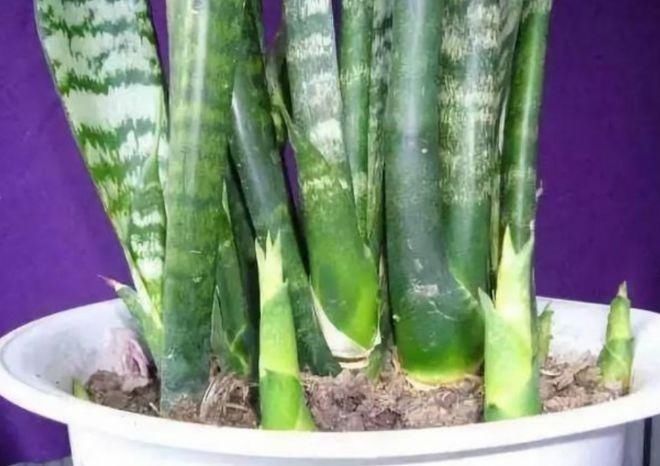 肥料|养虎皮兰,打开它的“小开关”,新芽直往外窜,1盆变10盆