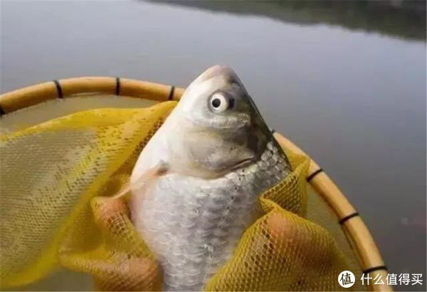 蚯蚓被誉为“万能饵料”,这些细节却常被忽略,爱钓鱼的你别错过