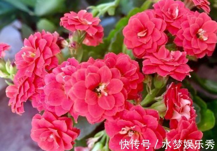 芹叶牡丹|开花最香的4种花，家里养一盆，满树都是花朵，漂亮极了