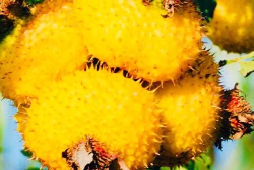 最佳排湿毒期，常吃“黄金果”，湿毒消失，止咳还抗癌！